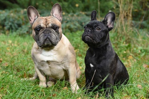 French Bulldog